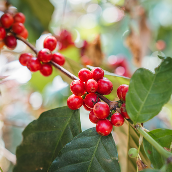 Don Claudio - Costa Rica Single Origin Espresso Roast