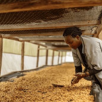 Hambella  - Ethiopia Single Origin Filter Roast